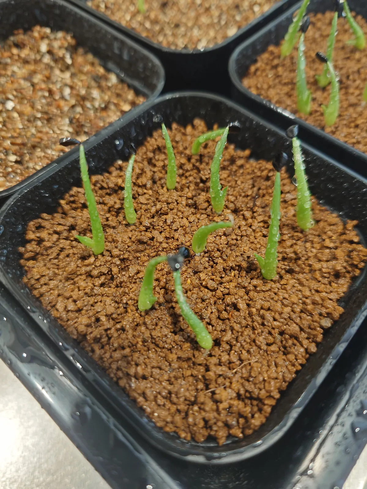 Agave utahensis var. eborispina 'Hayford' (アガベ エボリスピナ ヘイフォード)