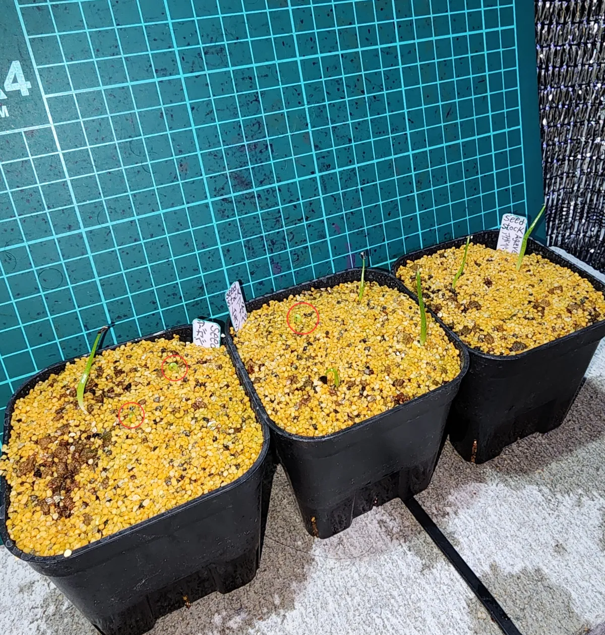 Agave muxii (アガベ ムキシー)