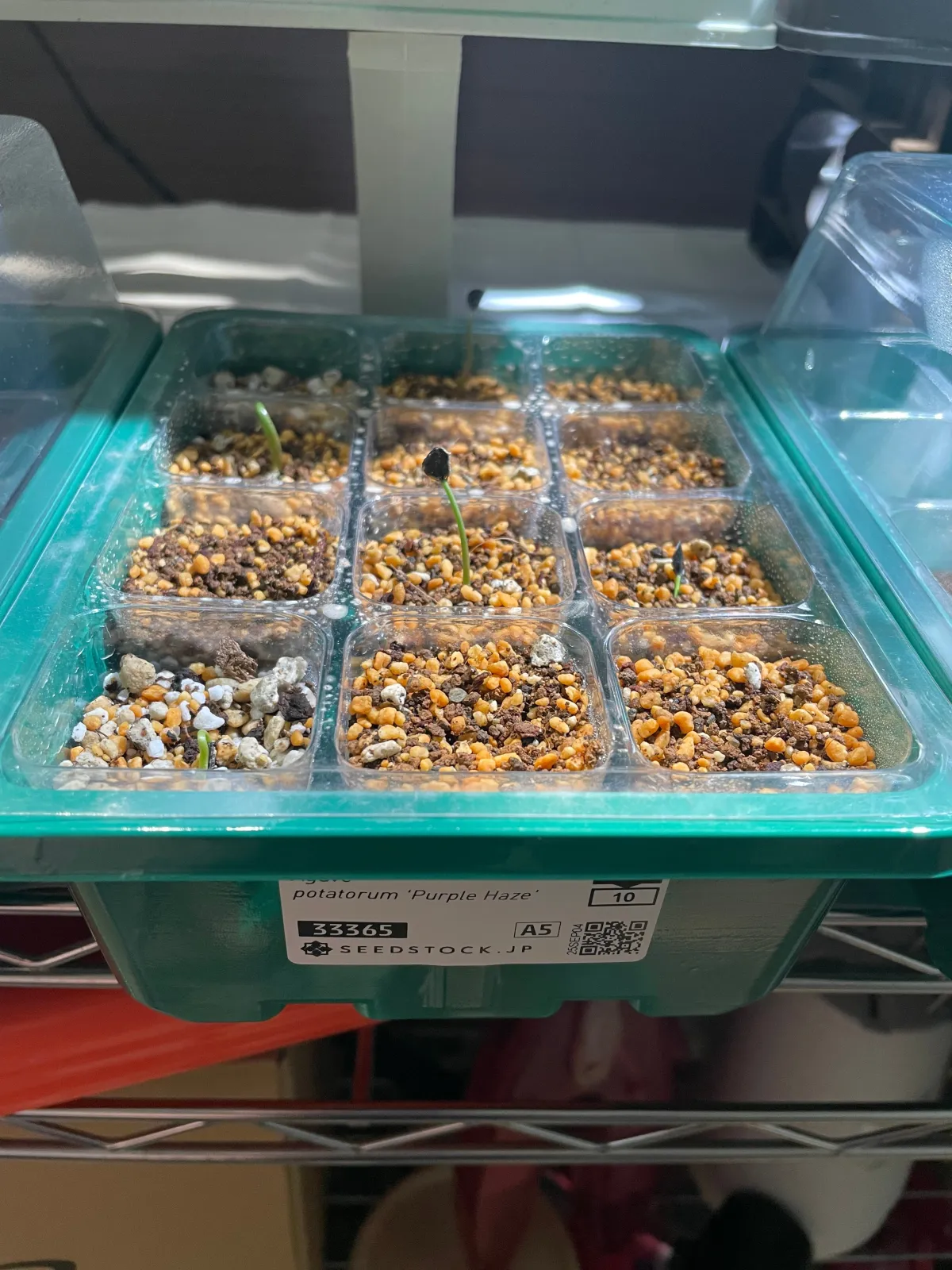 Agave potatorum Purple Haze (アガベ パープルヘイズ)