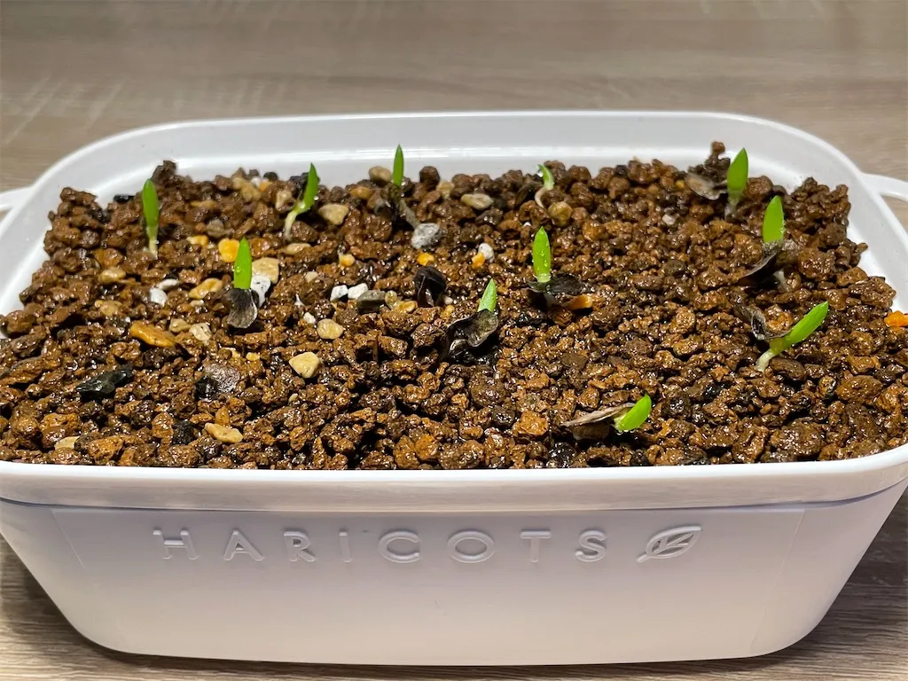 Aloe ramosissima (アロエ ラモシシマ)