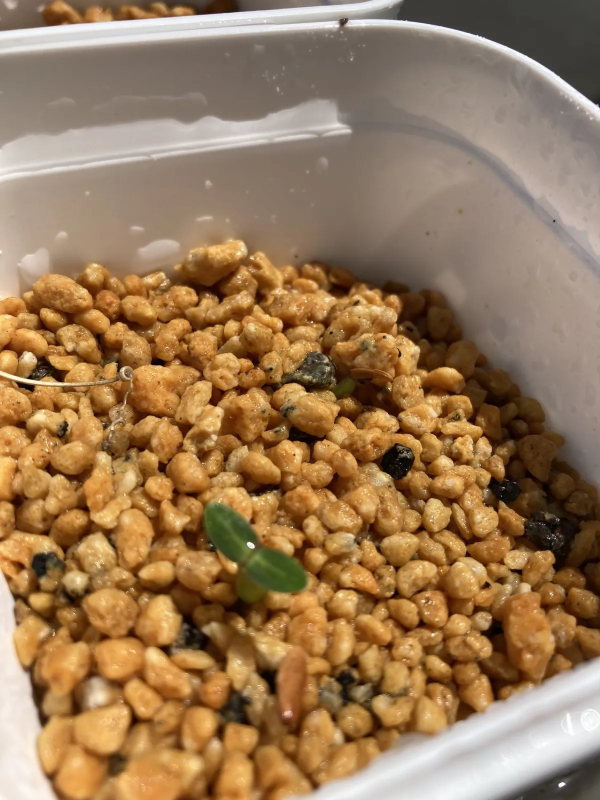 [無料種子] 発芽難 パキポディウム グラキリス　 Pachypodium rosulatum var. gracilius