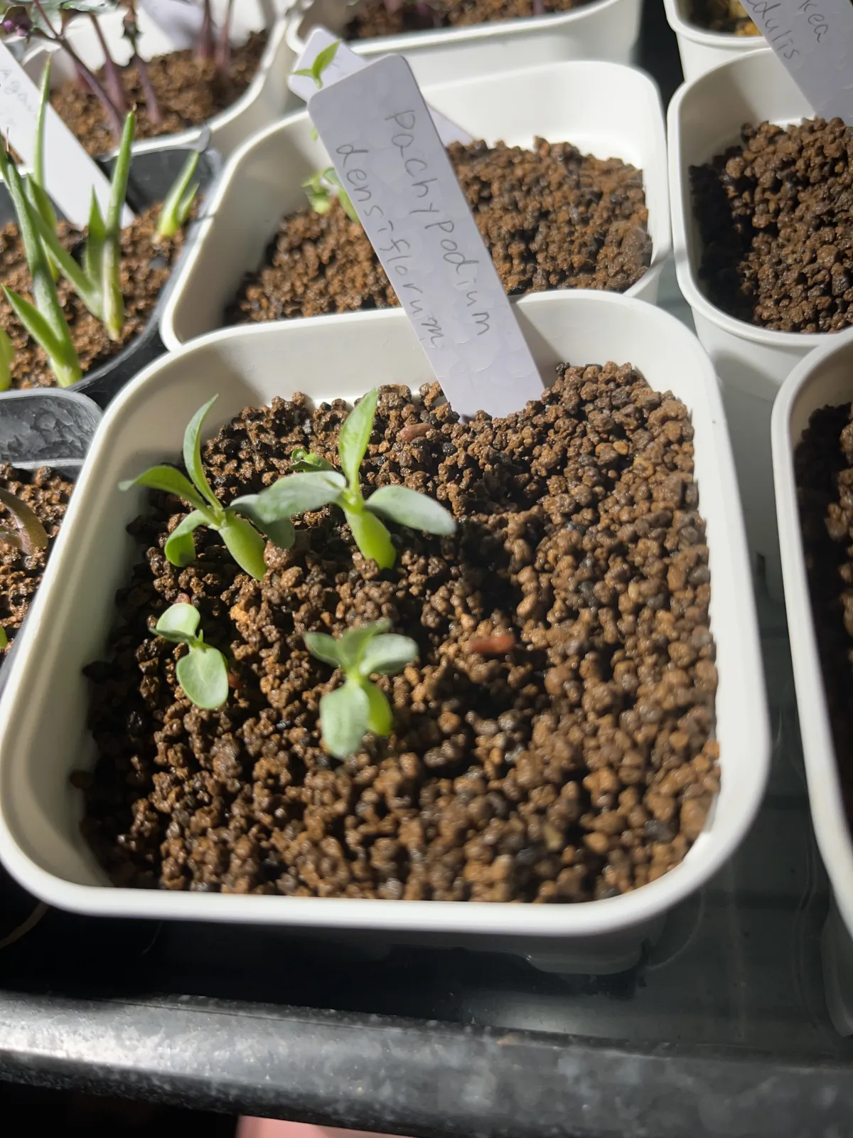 Pachypodium densiflorum var. densiflorum (パキポディウム デンシフローラム)