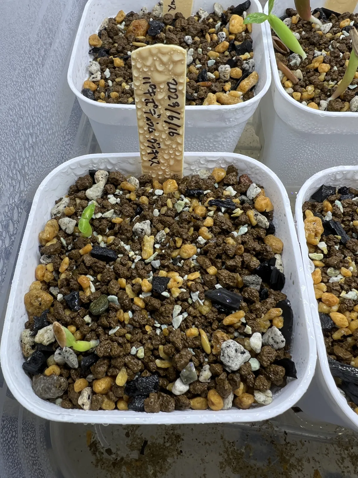 Pachypodium rosulatum var. gracilius (パキポディウム グラキリス)