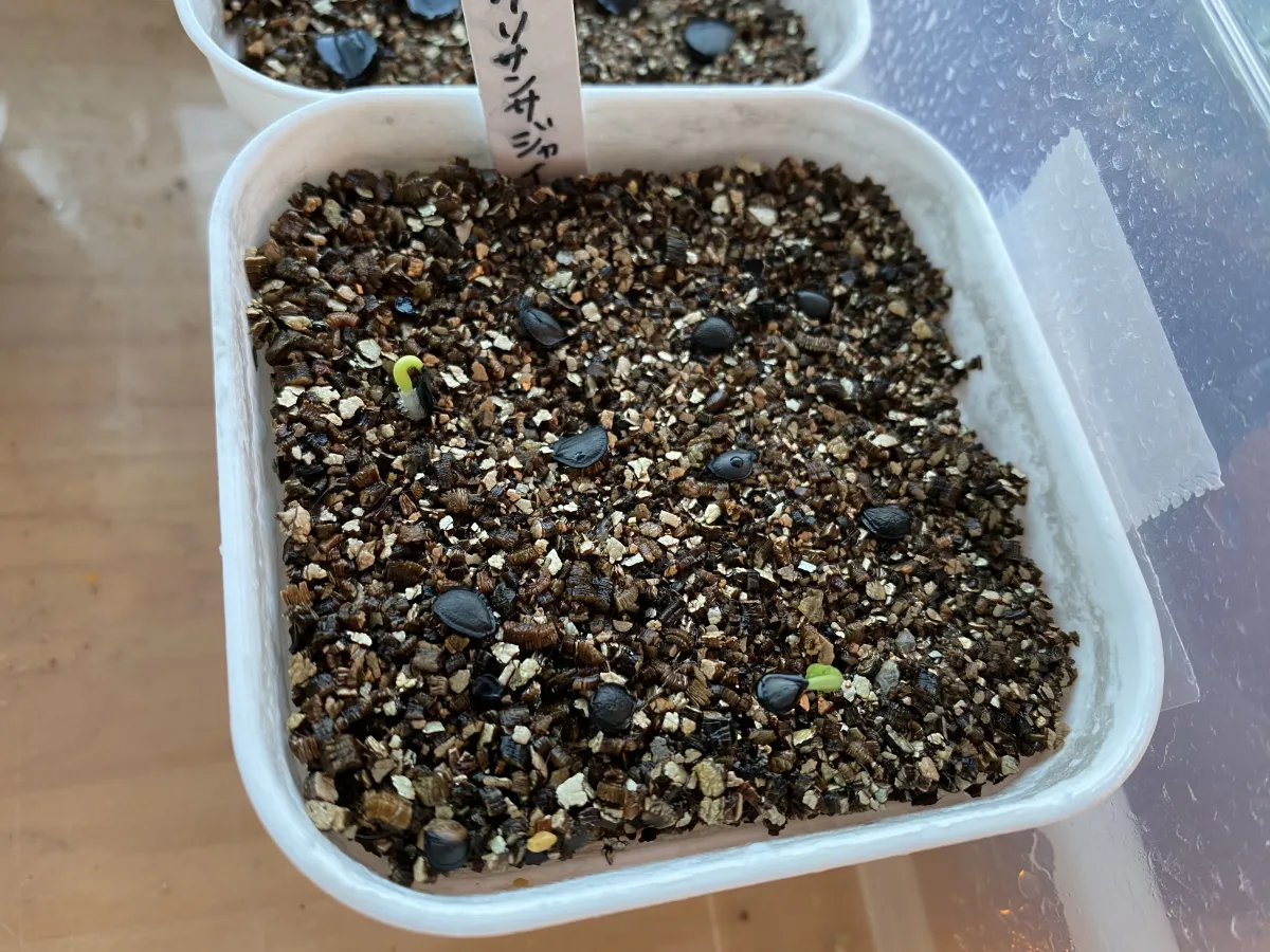 Agave chrysantha 'Giant' (アガベ クリサンサ ジャイアント)