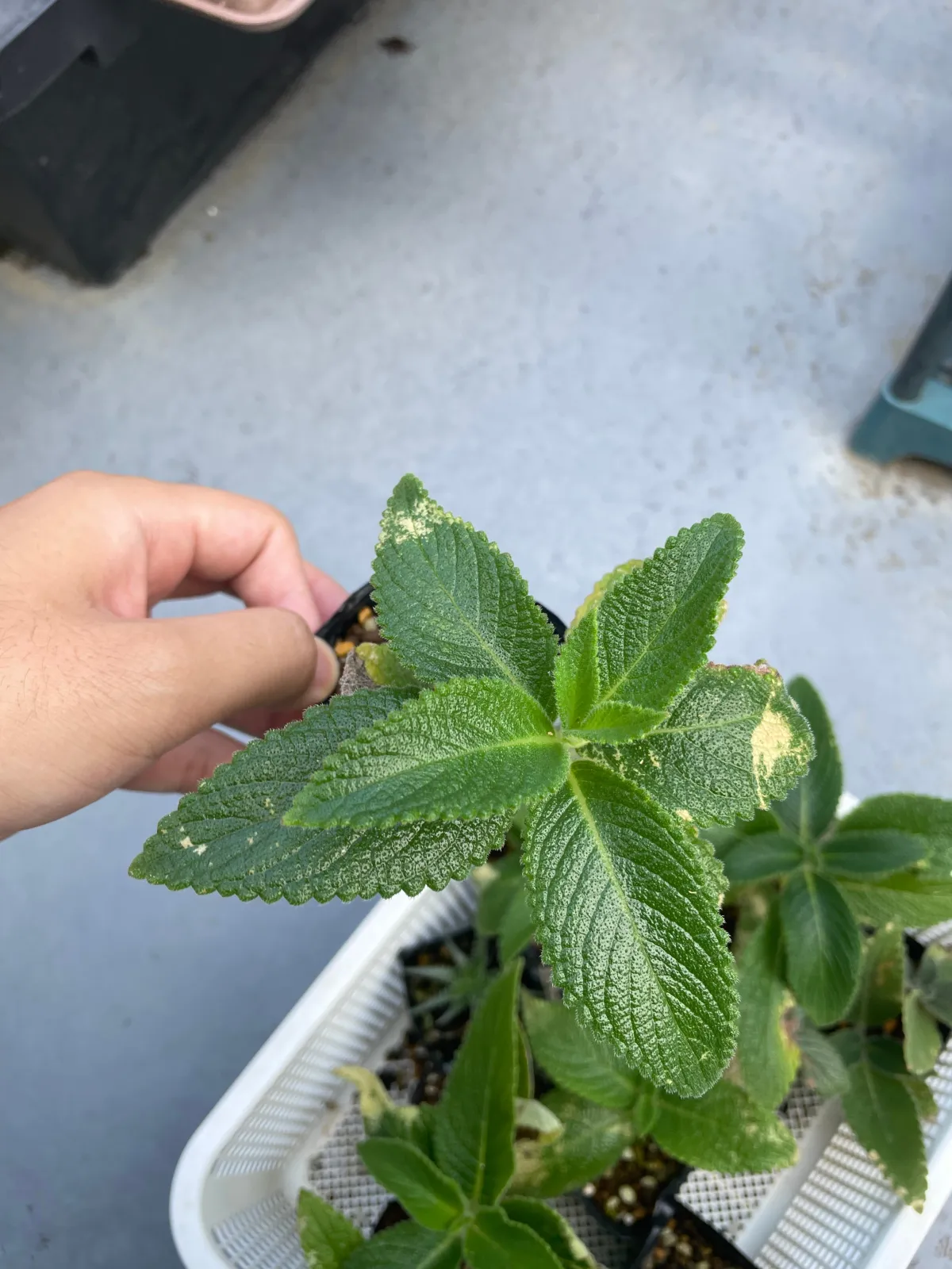 Sinningia leucotricha (シンニンギア レウコトリカ 断崖の女王)