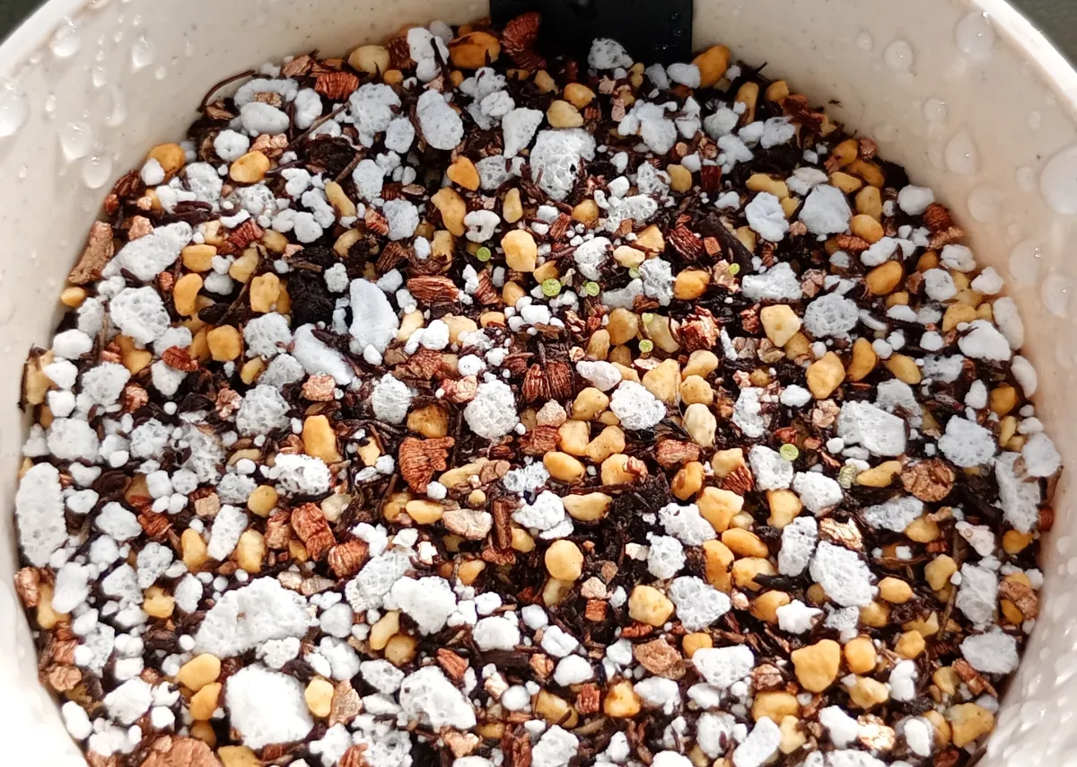 Dinteranthus inexpectatus (ディンテランタス 春桃玉)