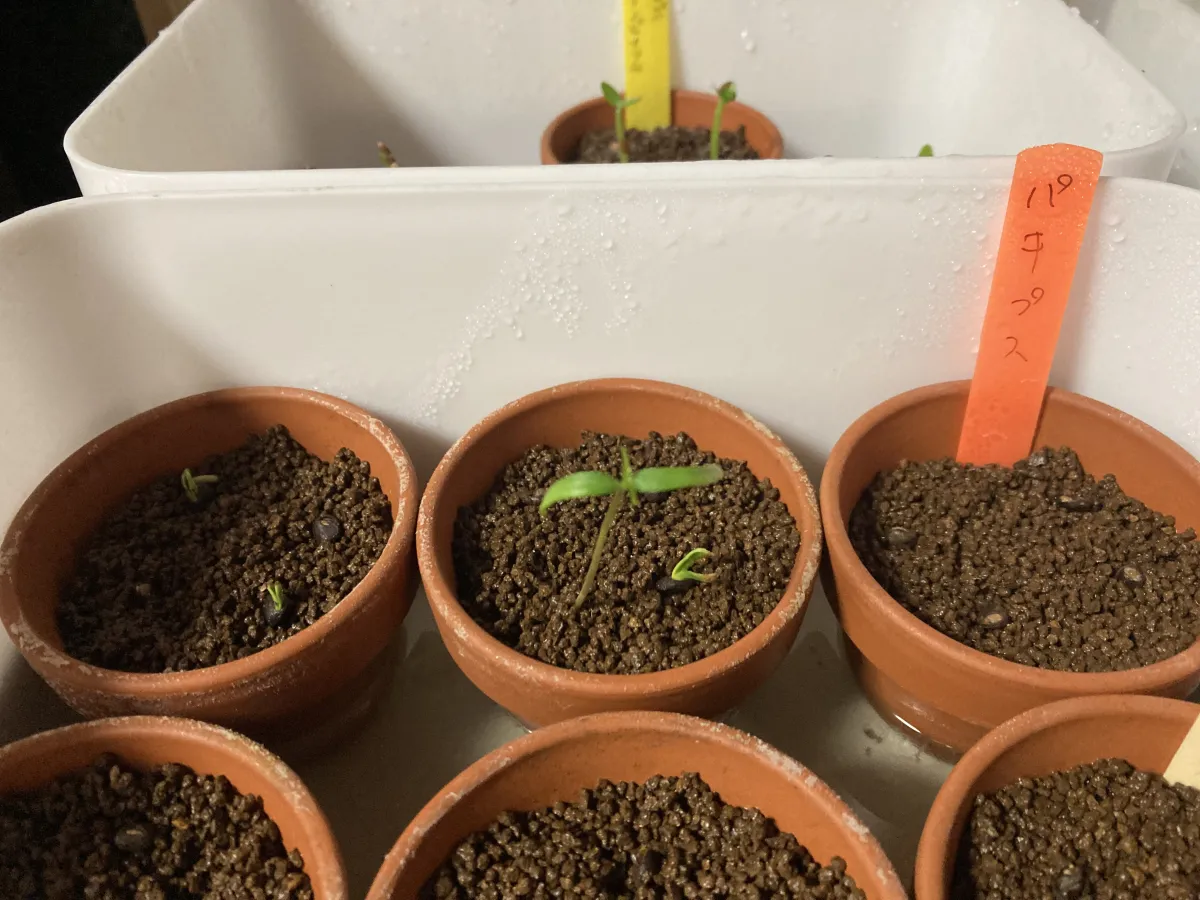 Operculicarya pachypus (オペルクリカリア パキプス)