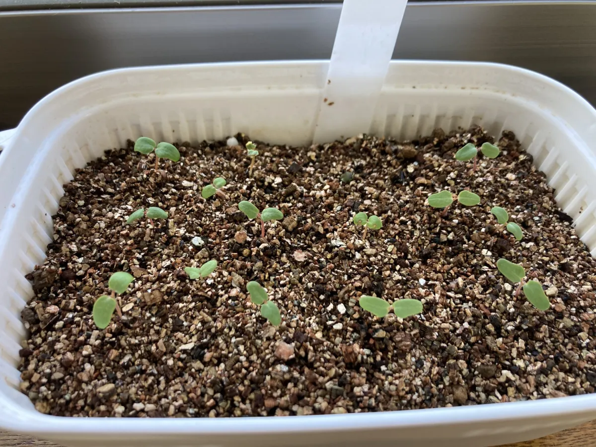 Pachycormus discolor (パキコルムス ディスカラー)