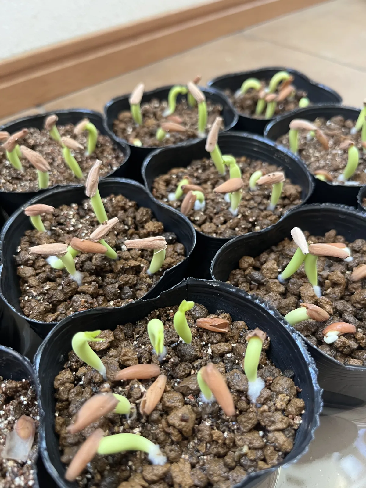 Adenium arabicum Black Stem (アデニウム アラビカム ブラックステム)