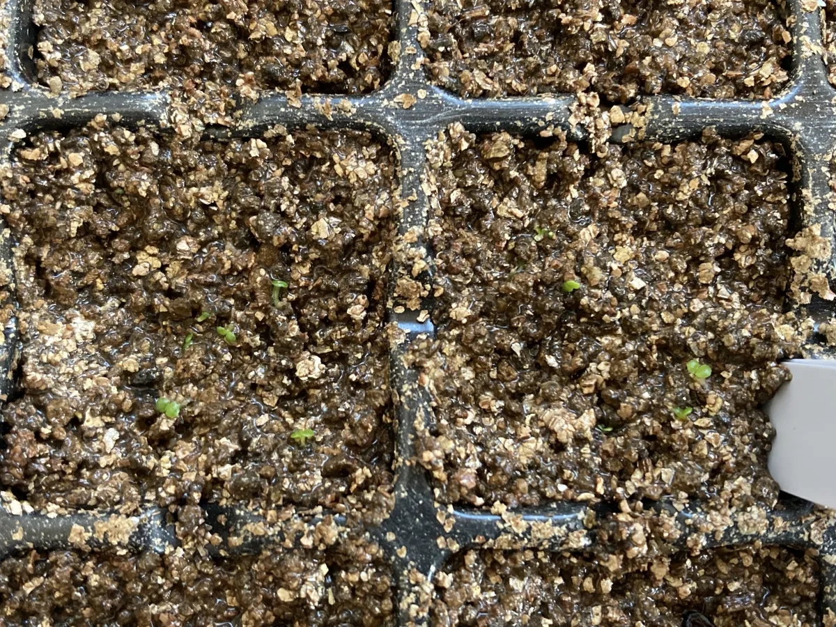 Tylecodon paniculatus (ティレコドン パニクラタス)