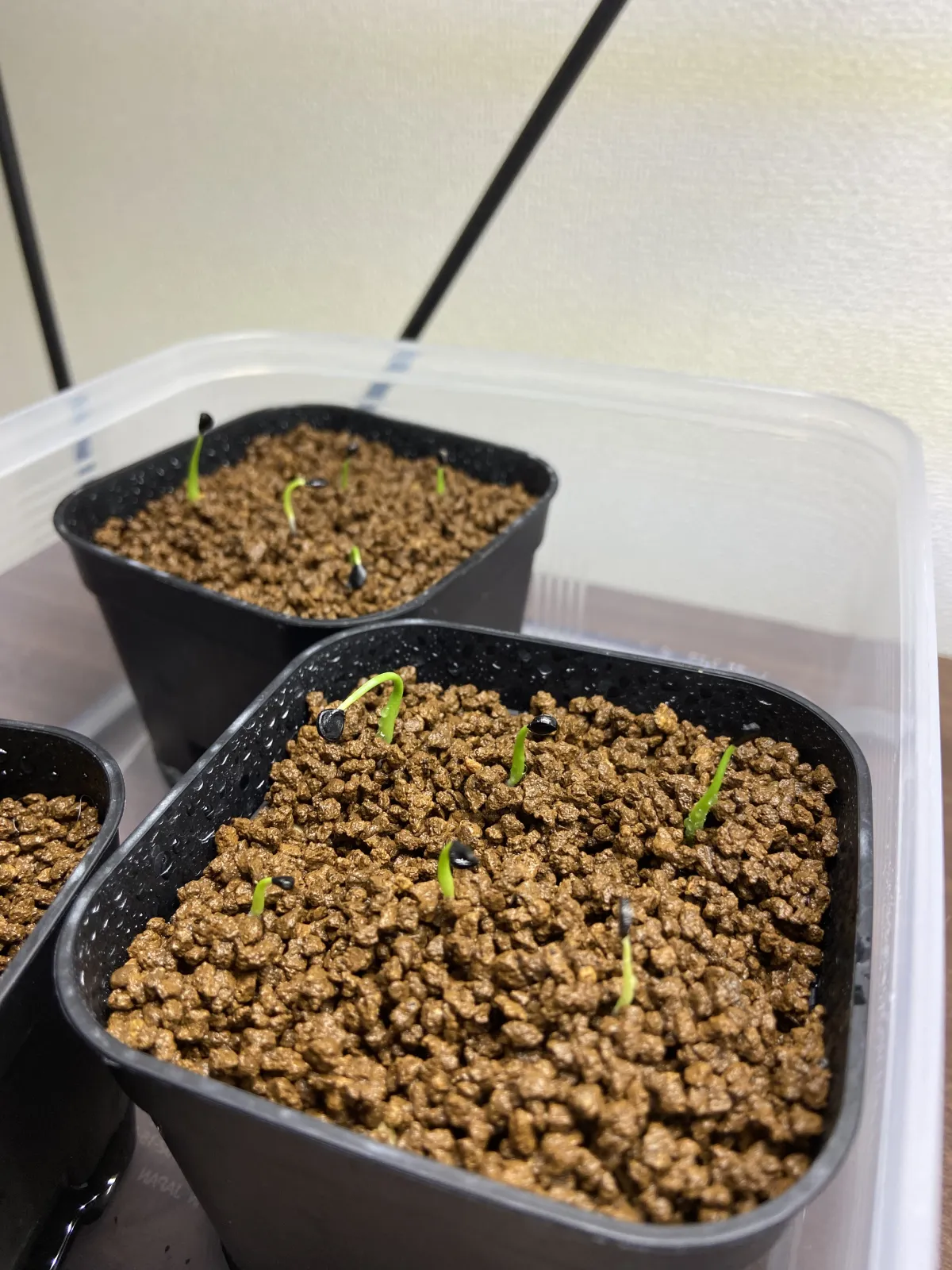 Agave utahensis var. eborispina (アガベ エボリスピナ)