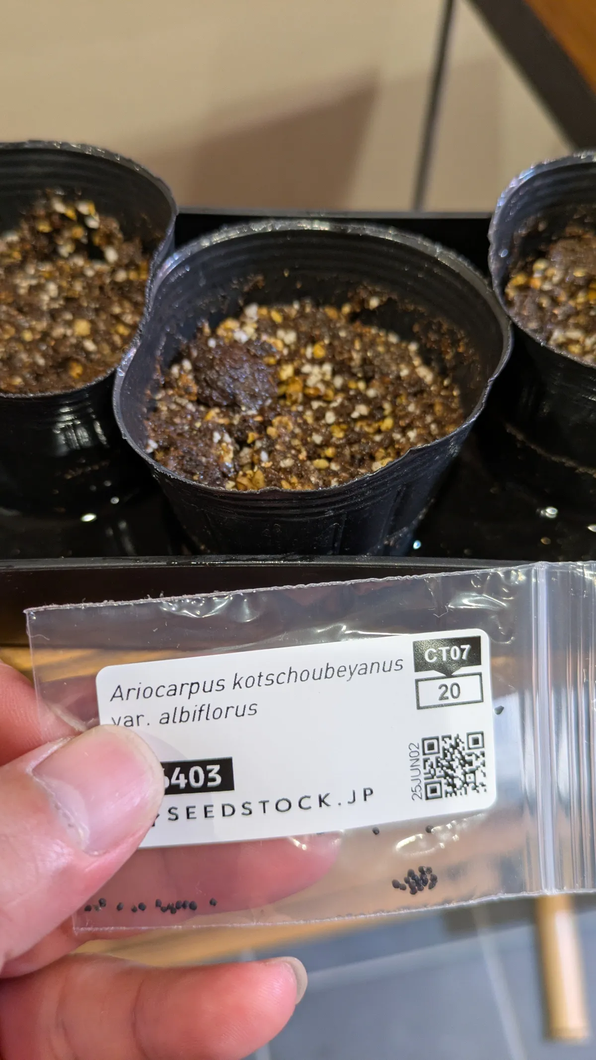 Ariocarpus kotschoubeyanus var. albiflorus (アリオカルプス 姫牡丹)