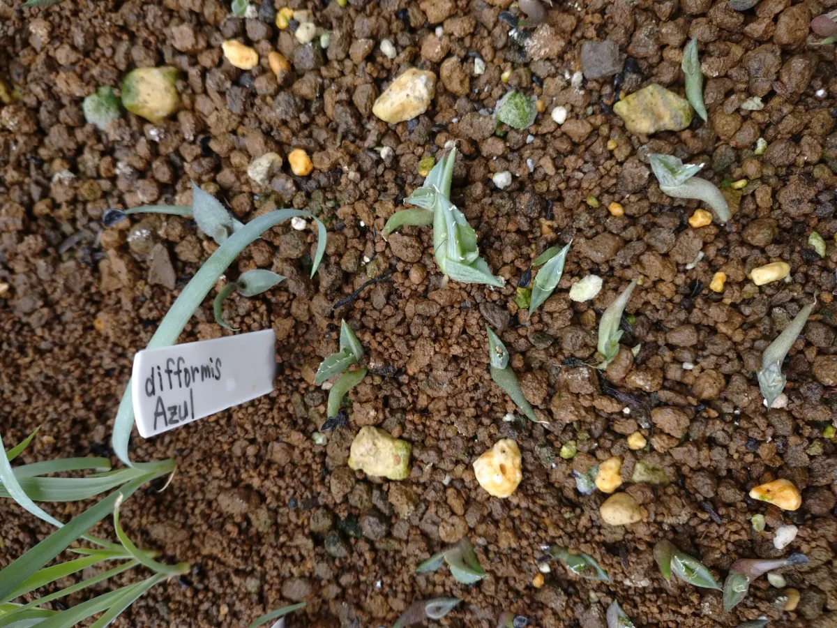 Agave difformis 'Azul' (アガベ ディフォルミス アズール)