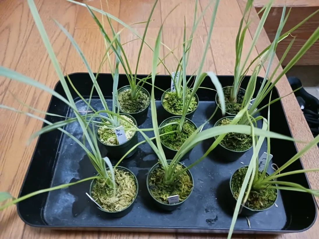 Yucca whipplei (ユッカ ウィップレイ)