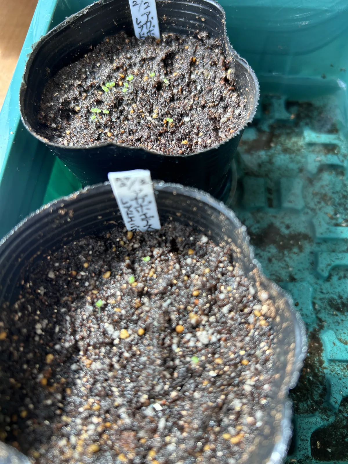 Echeveria agavoides 'Red Ends' (エケベリア アガボイデスレッドエンズ)