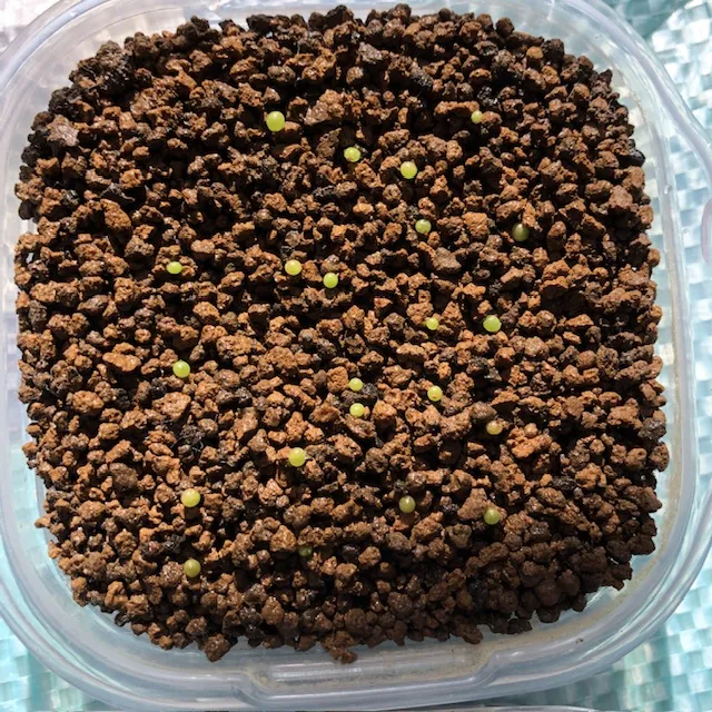 Conophytum calculus (コノフィツム カルキュルス 玉翡翠)