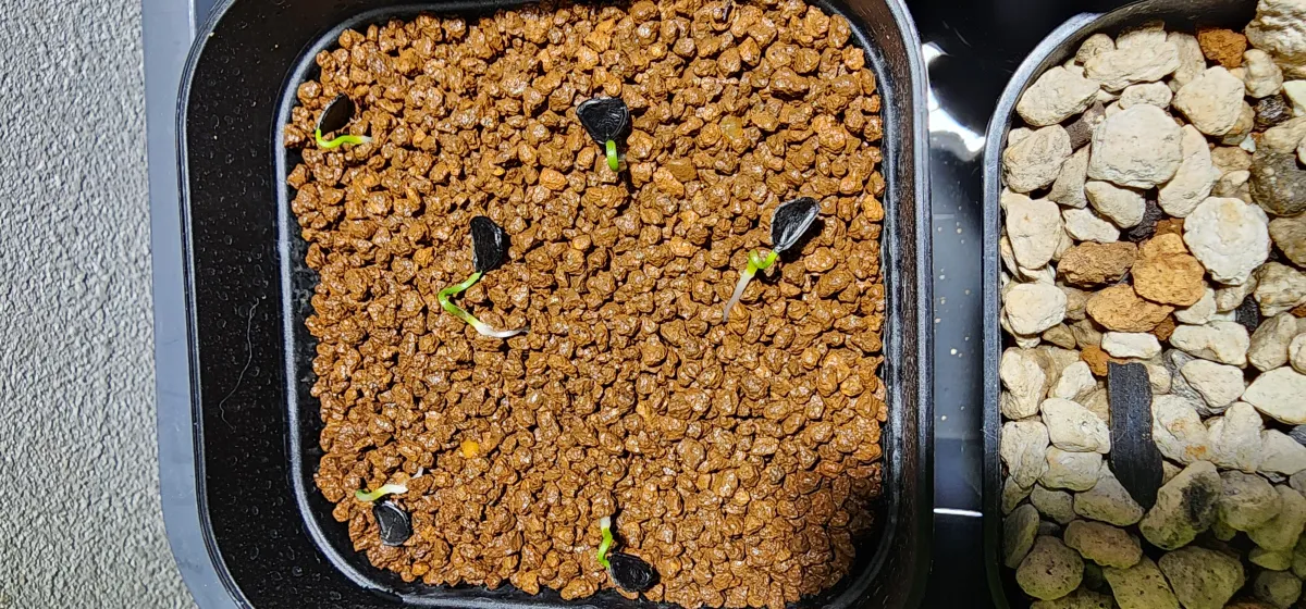 Agave hookeri (アガベ フーケリ)