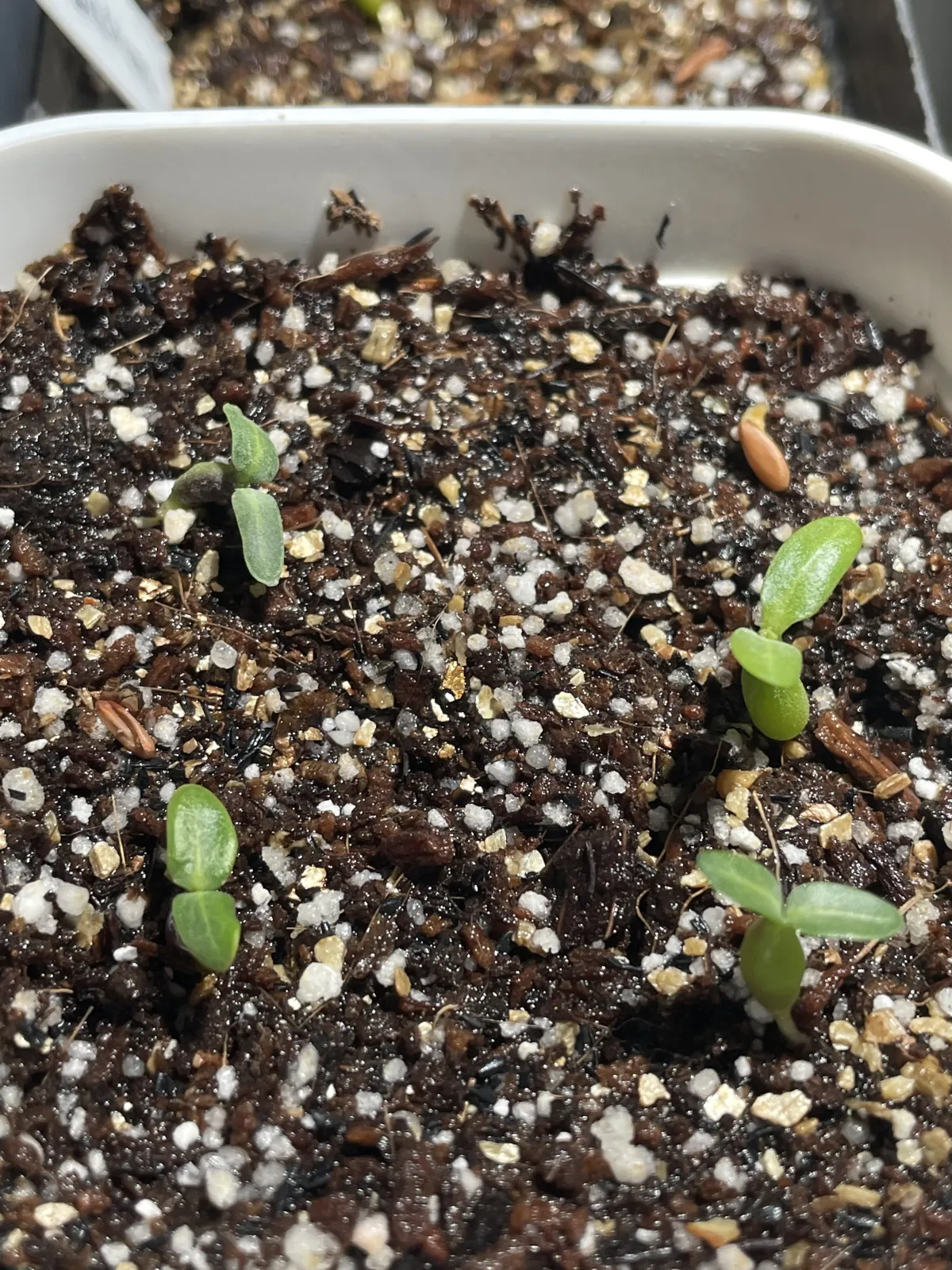 Pachypodium rosulatum ssp. rosulatum (パキポディウム ロスラーツム)