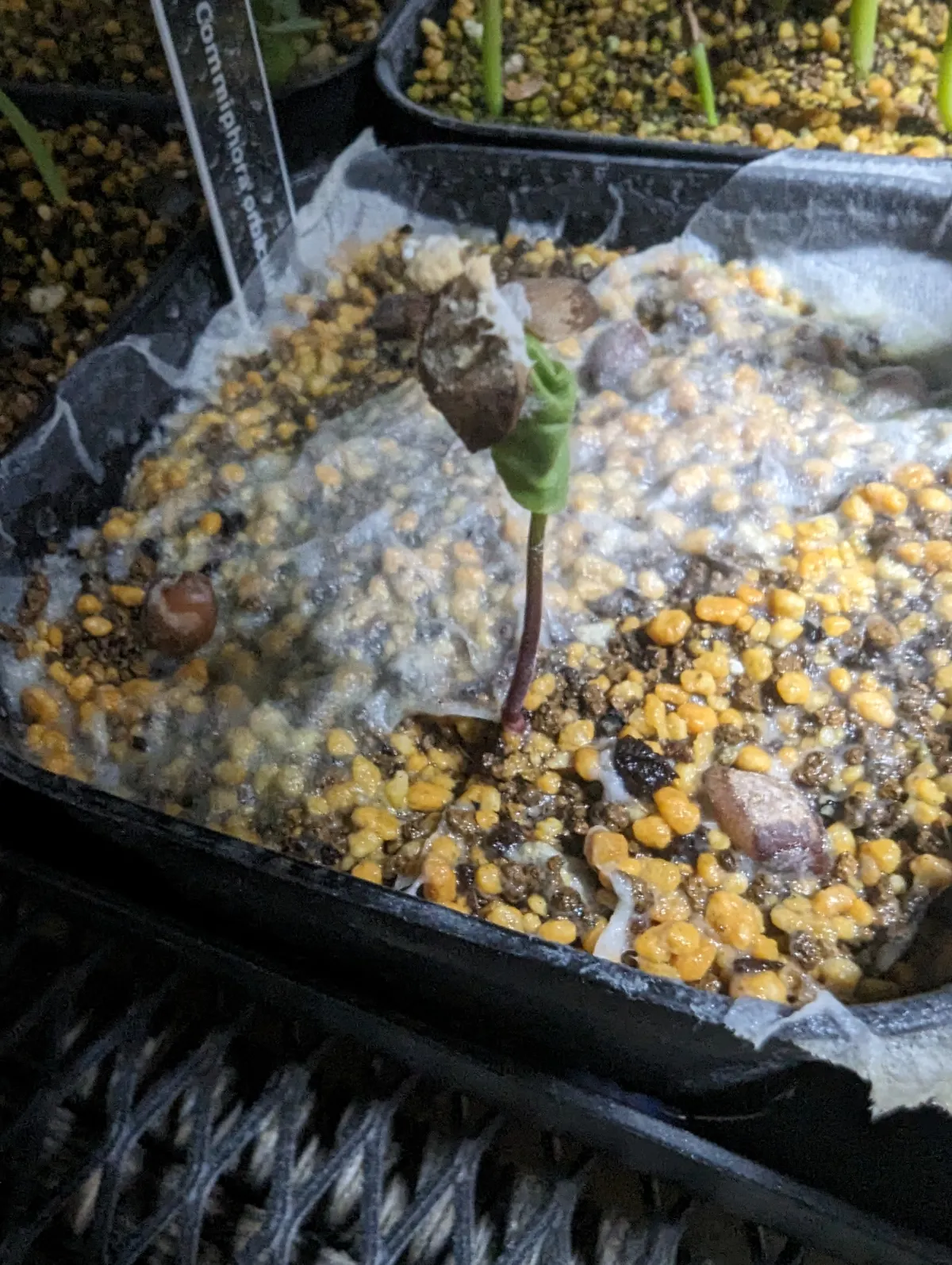 Commiphora orbicularis (コミフォラ オルビクラリス)