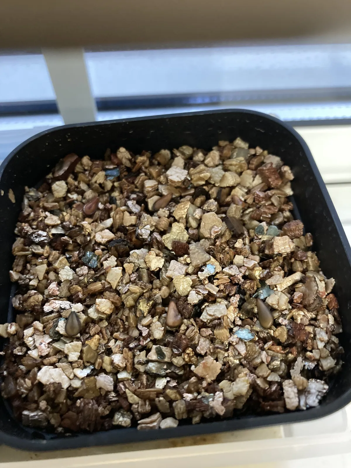 Pachypodium baronii (パキポディウム バロニー)