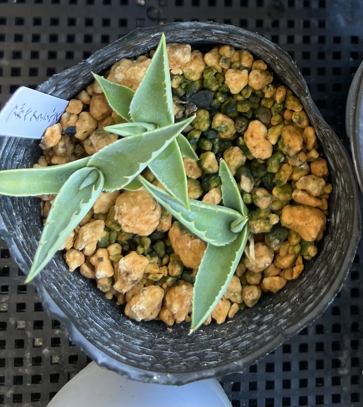 Agave gracilipes (アガベ グラシリペス)