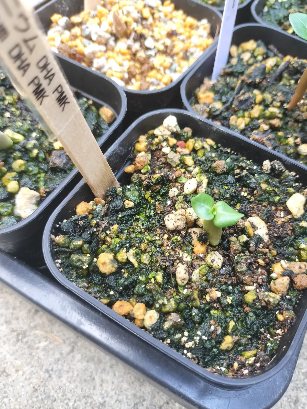 Adenium DHA PPL (アデニウム DHA PPL)