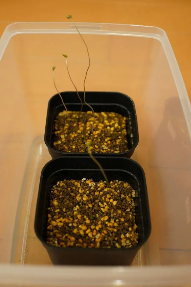 Dioscorea elephantipes (ディオスコレア エレファンティペス アフリカ亀甲竜)