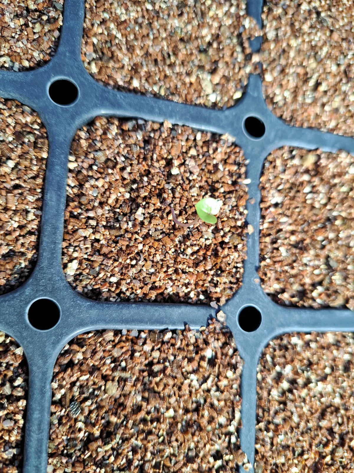 Dioscorea hemicrypta (ディオスコレア ヘミクリプタ)