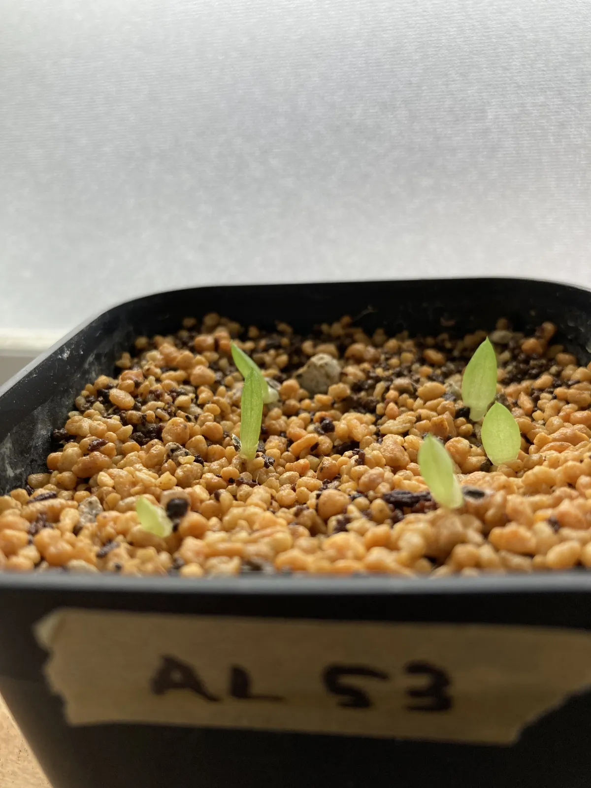 Aloe gariepensis (アロエ ガリエペンシス)