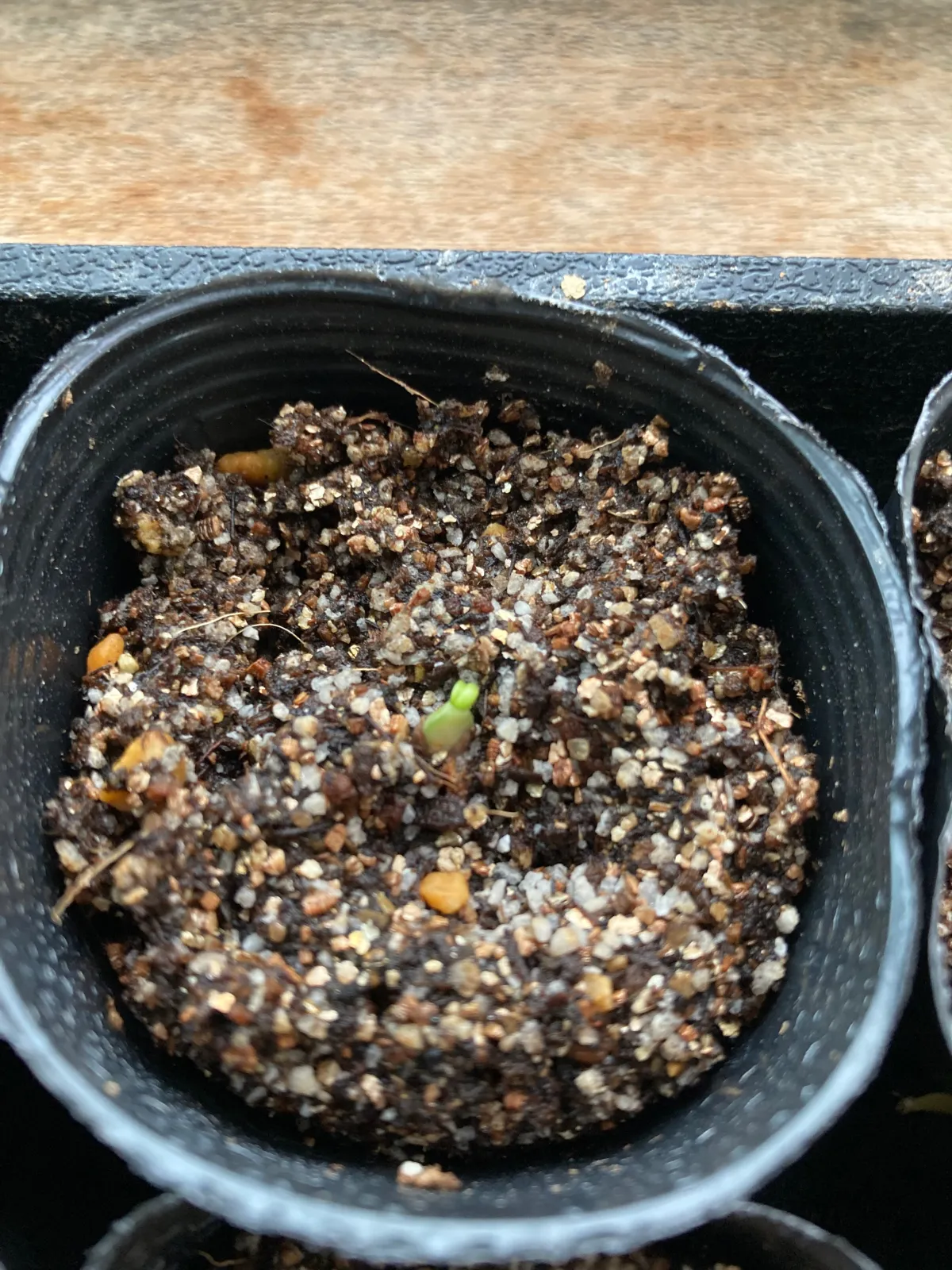 Euphorbia spannringii (ユーフォルビア スパンリンギー フィッシュボーン)