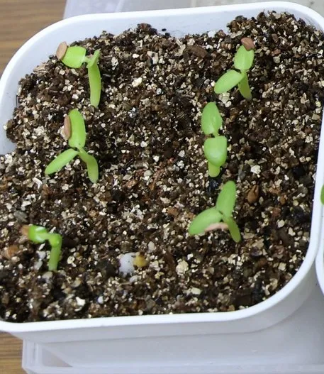 Pachypodium enigmaticum (パキポディウム エニグマチカム)