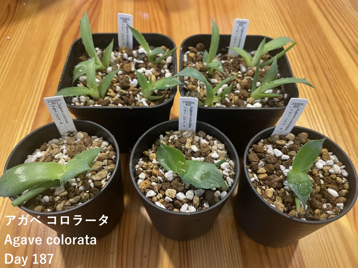 Agave colorata Mescal Ceniza (アガベ コロラータ)