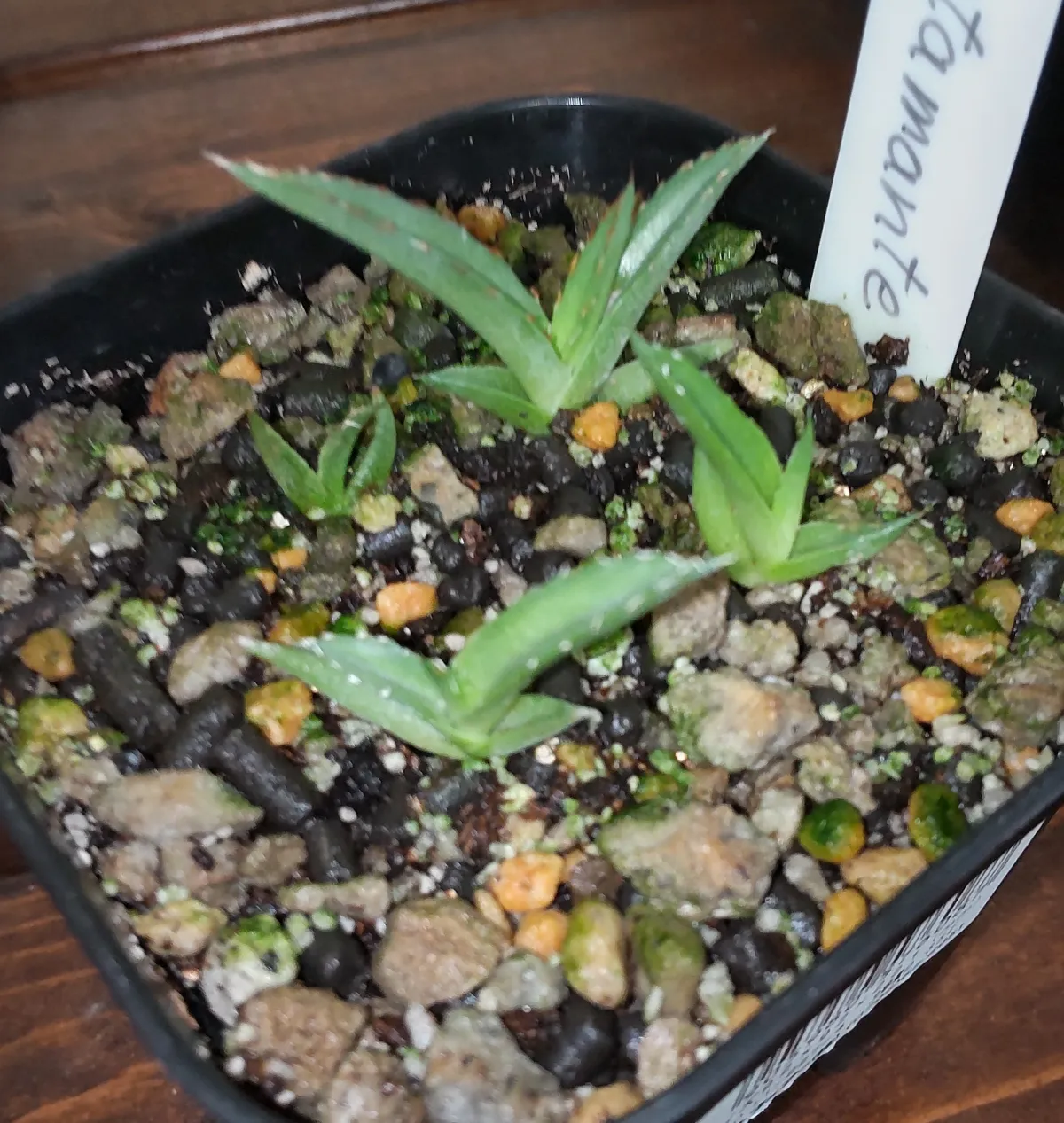 Agave victoriae-reginae 'Bustamante' (アガベ バスタマンテ)