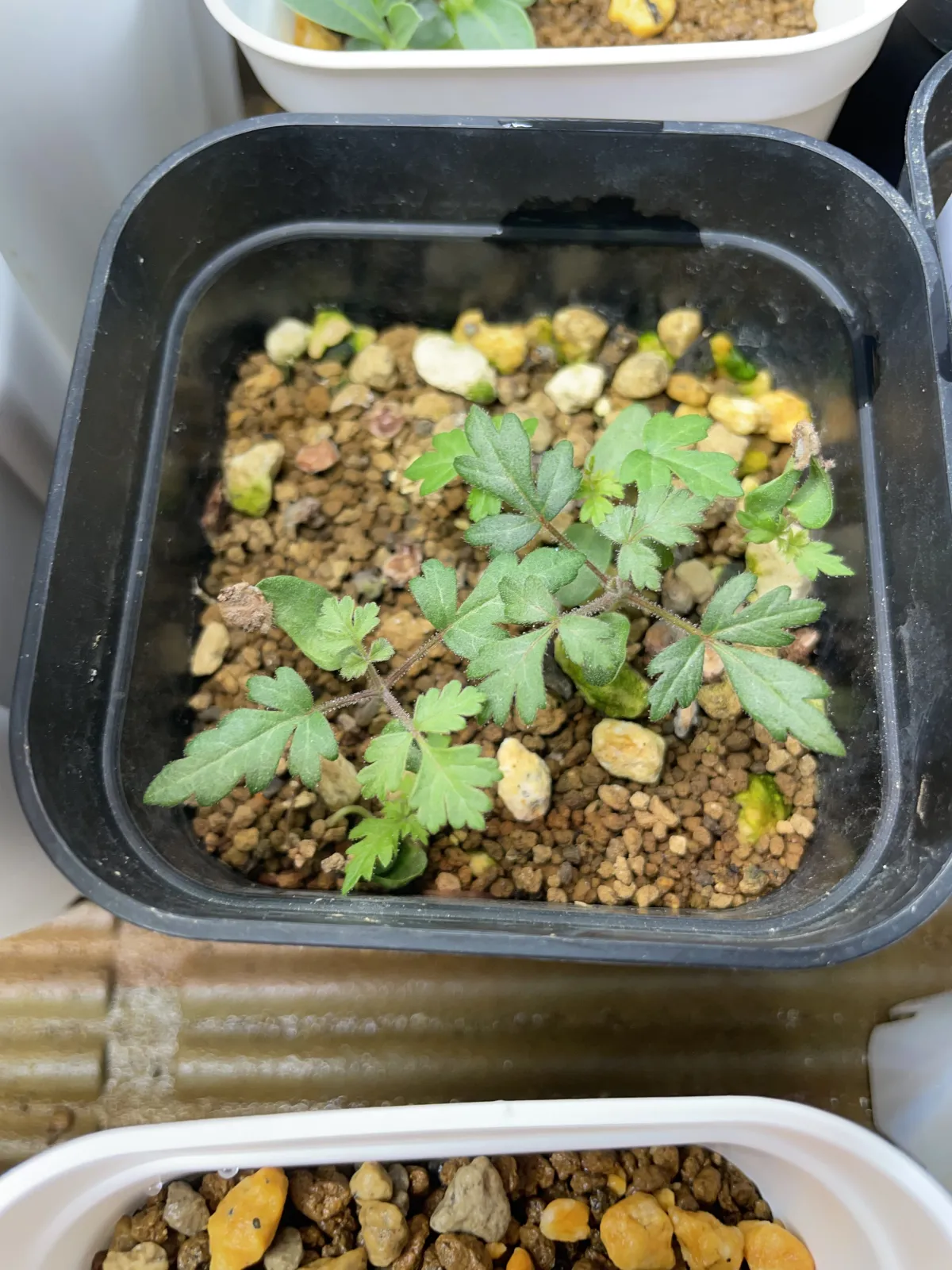 Pachycormus discolor (パキコルムス ディスカラー)