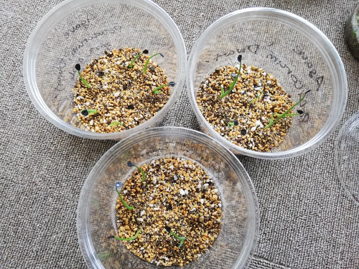 Agave potatorum Dwarf (アガベ ポタトラムドワーフ)