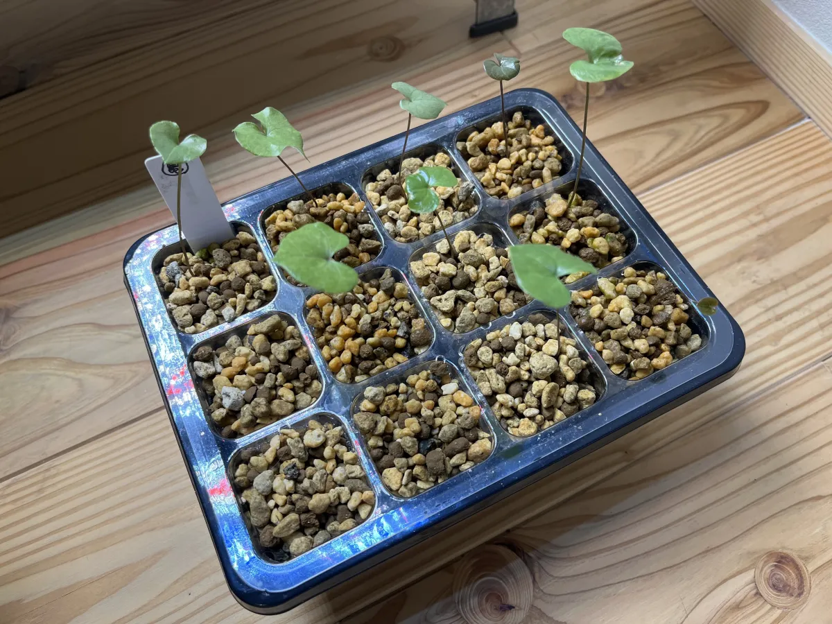 Dioscorea elephantipes (ディオスコレア エレファンティペス アフリカ亀甲竜)