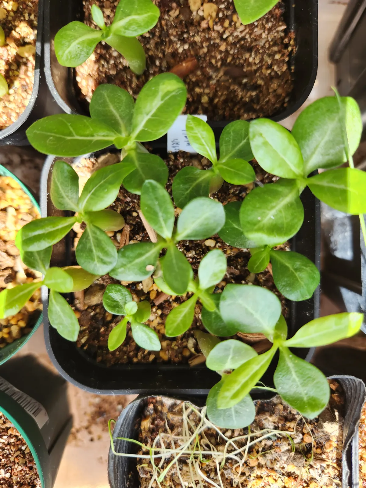 Adenium somalense (アデニウム ソマレンセ)