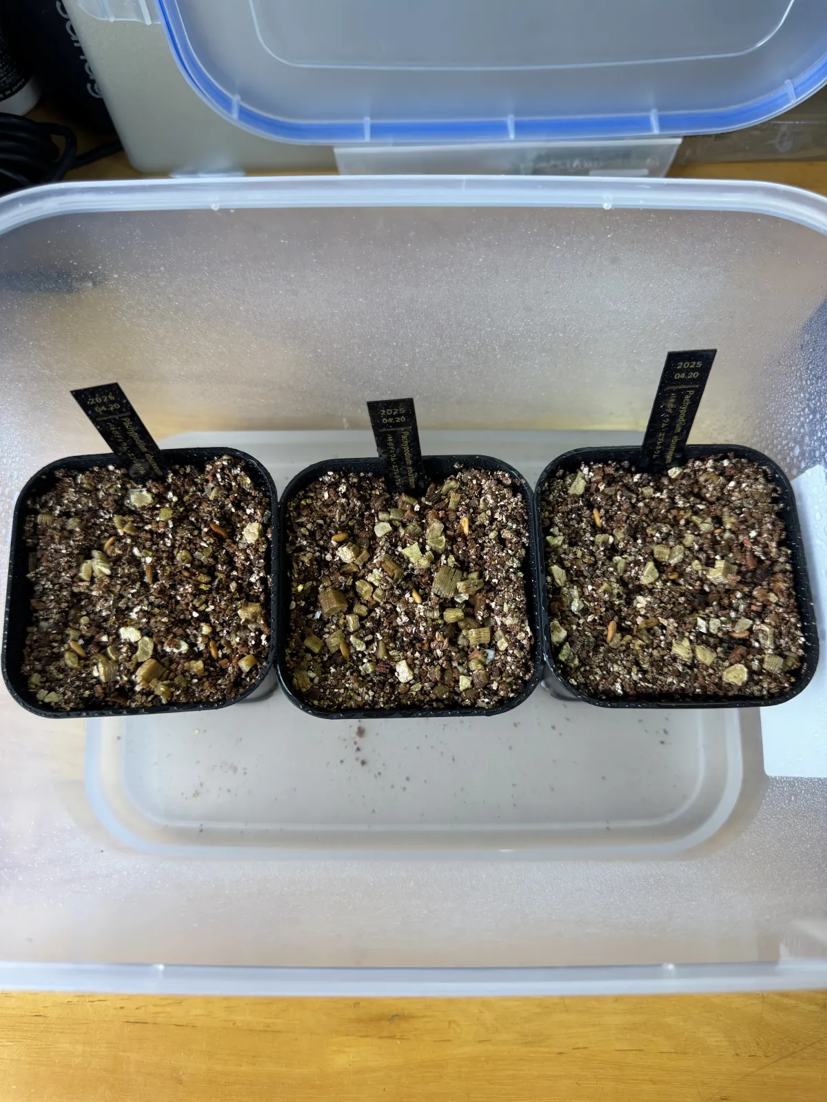 Pachypodium rosulatum var. eburneum (パキポディウム エブレネウム)