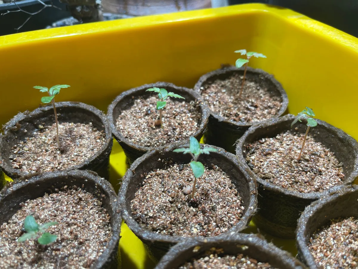 Pachycormus discolor (パキコルムス ディスカラー)