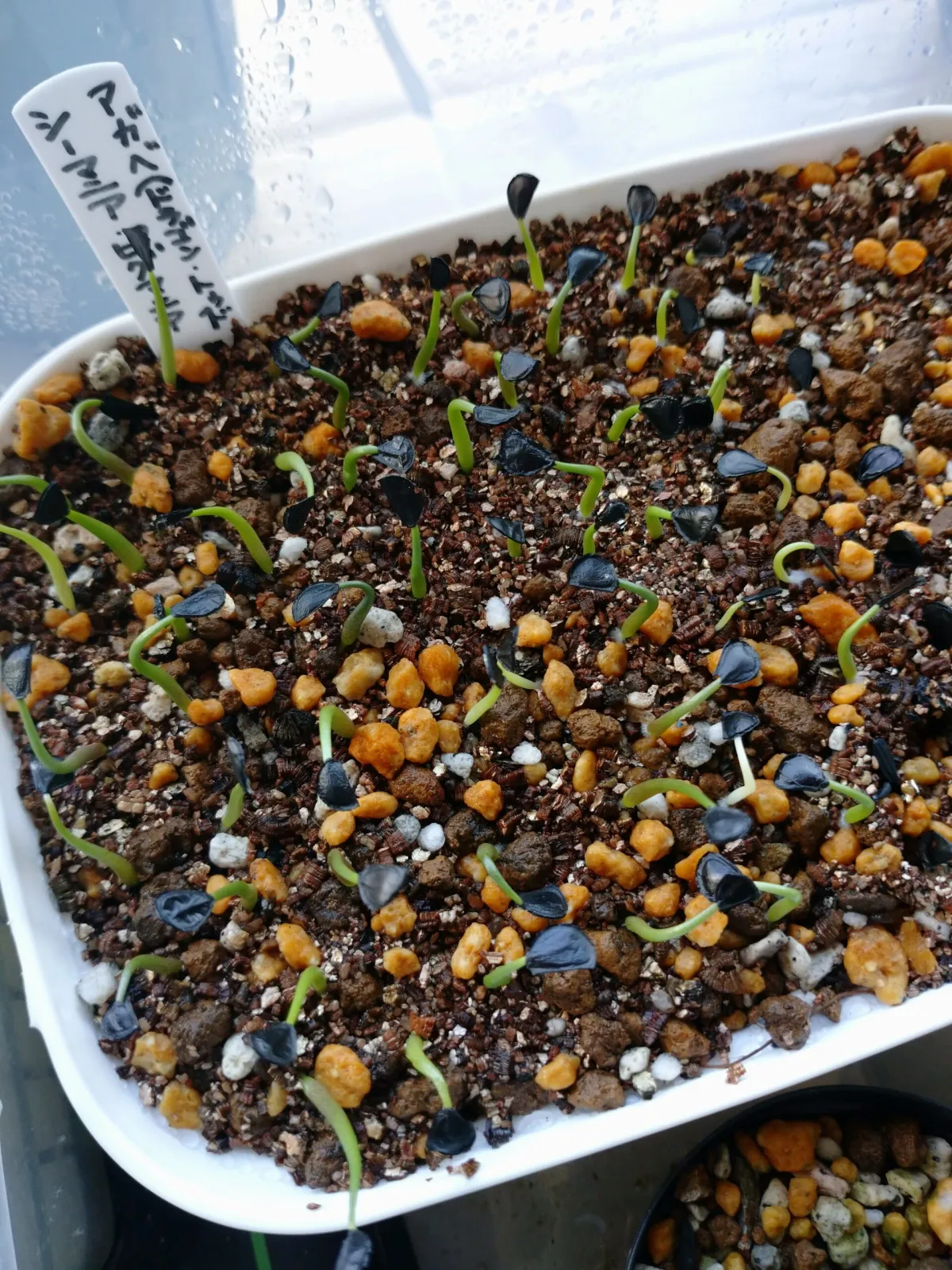 Agave seemanniana (アガベ ピグマエア)