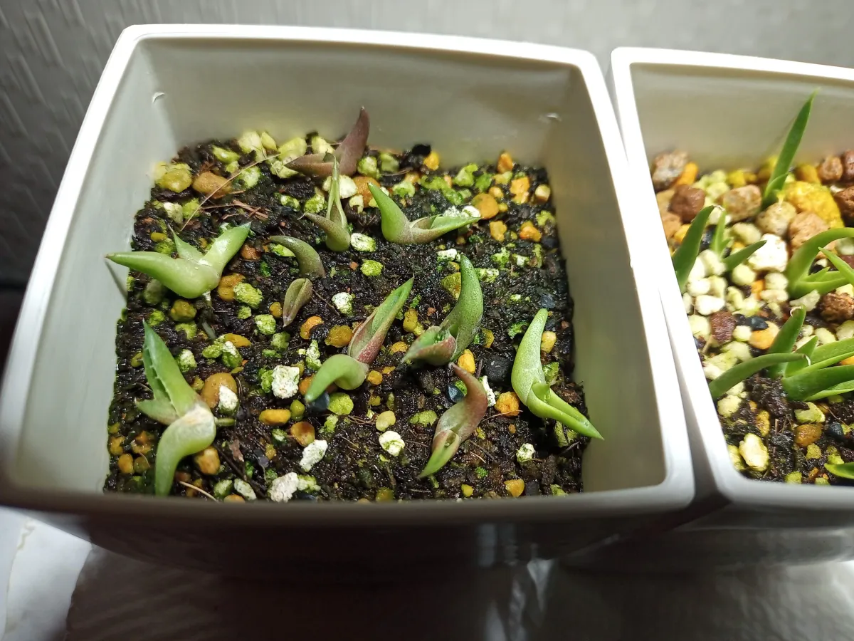 Agave titanota 'Blue' (アガベ チタノタブルー)