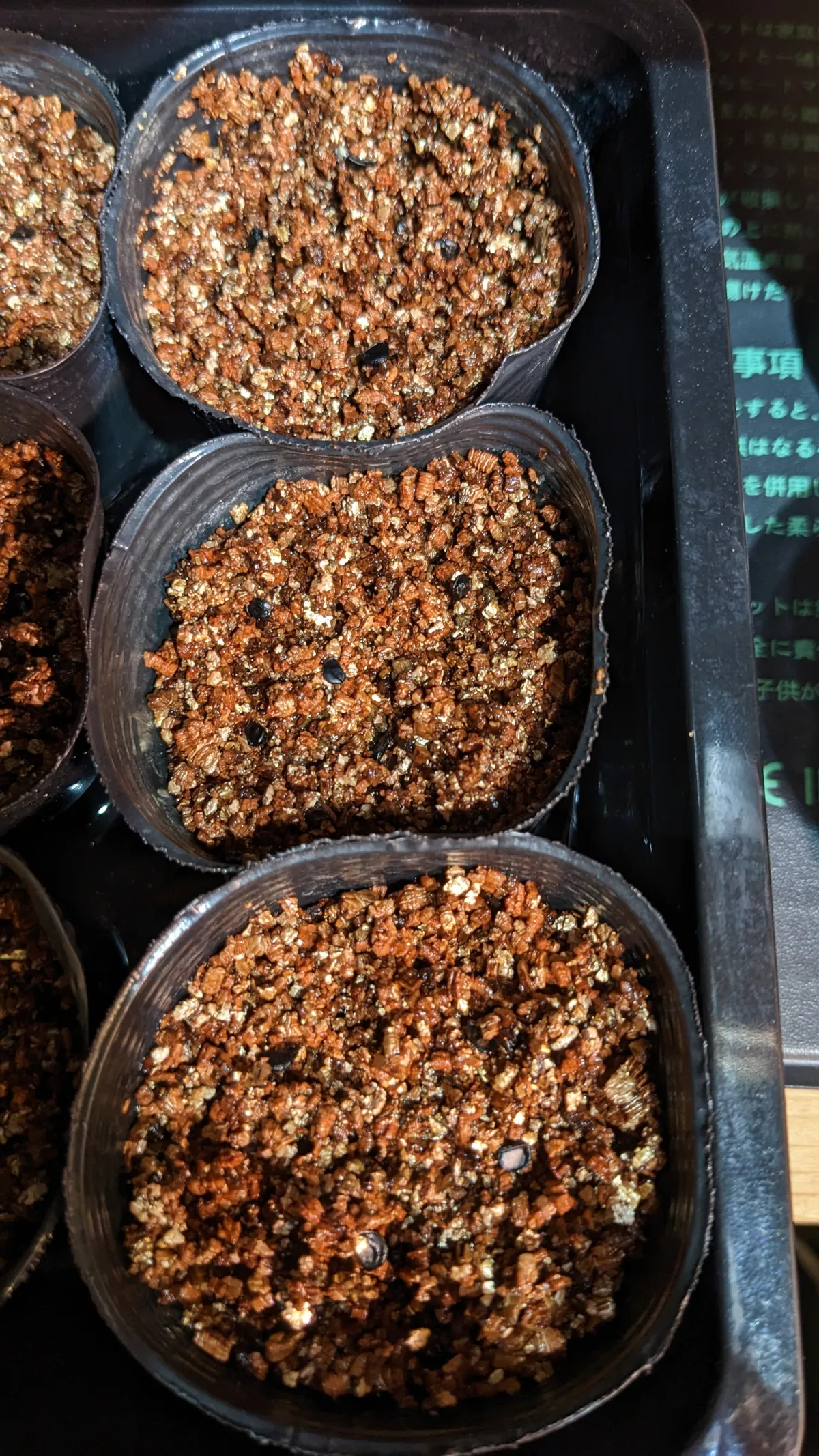 Agave utahensis var. eborispina (アガベ エボリスピナ)