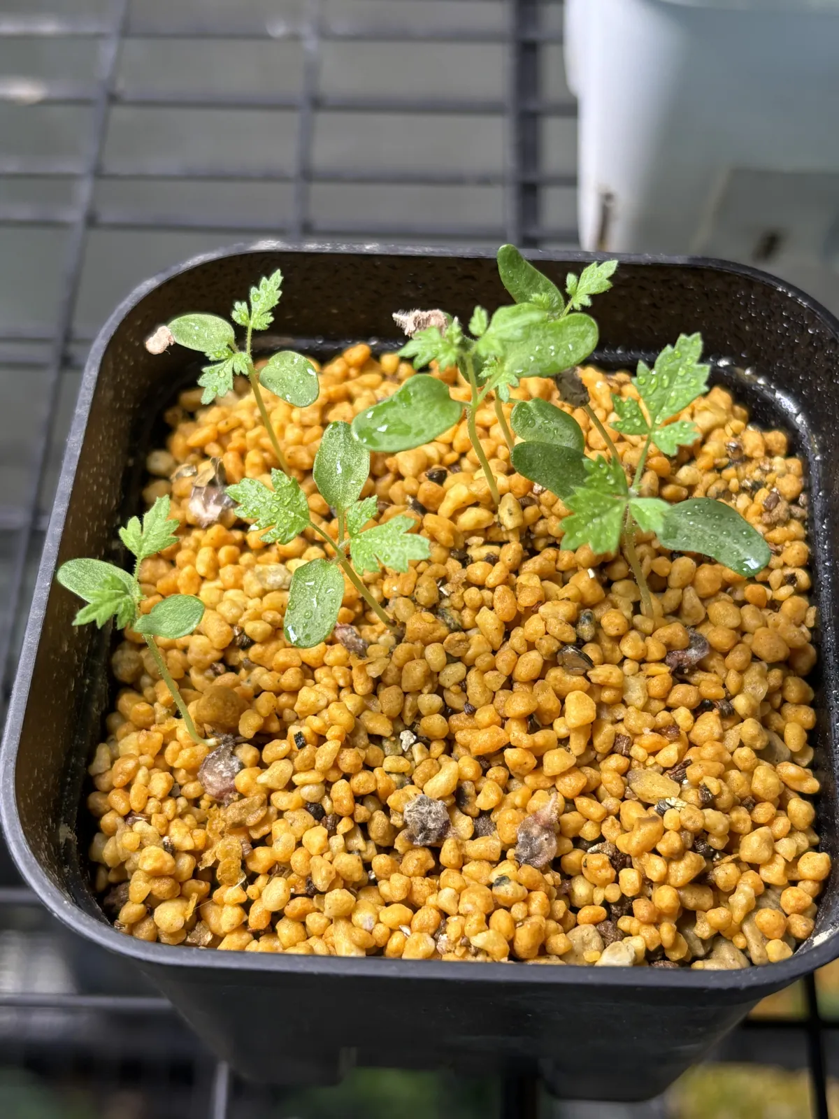 Pachycormus discolor var. veatchianus (パキコルムス ディスカラー ビーチアナス)