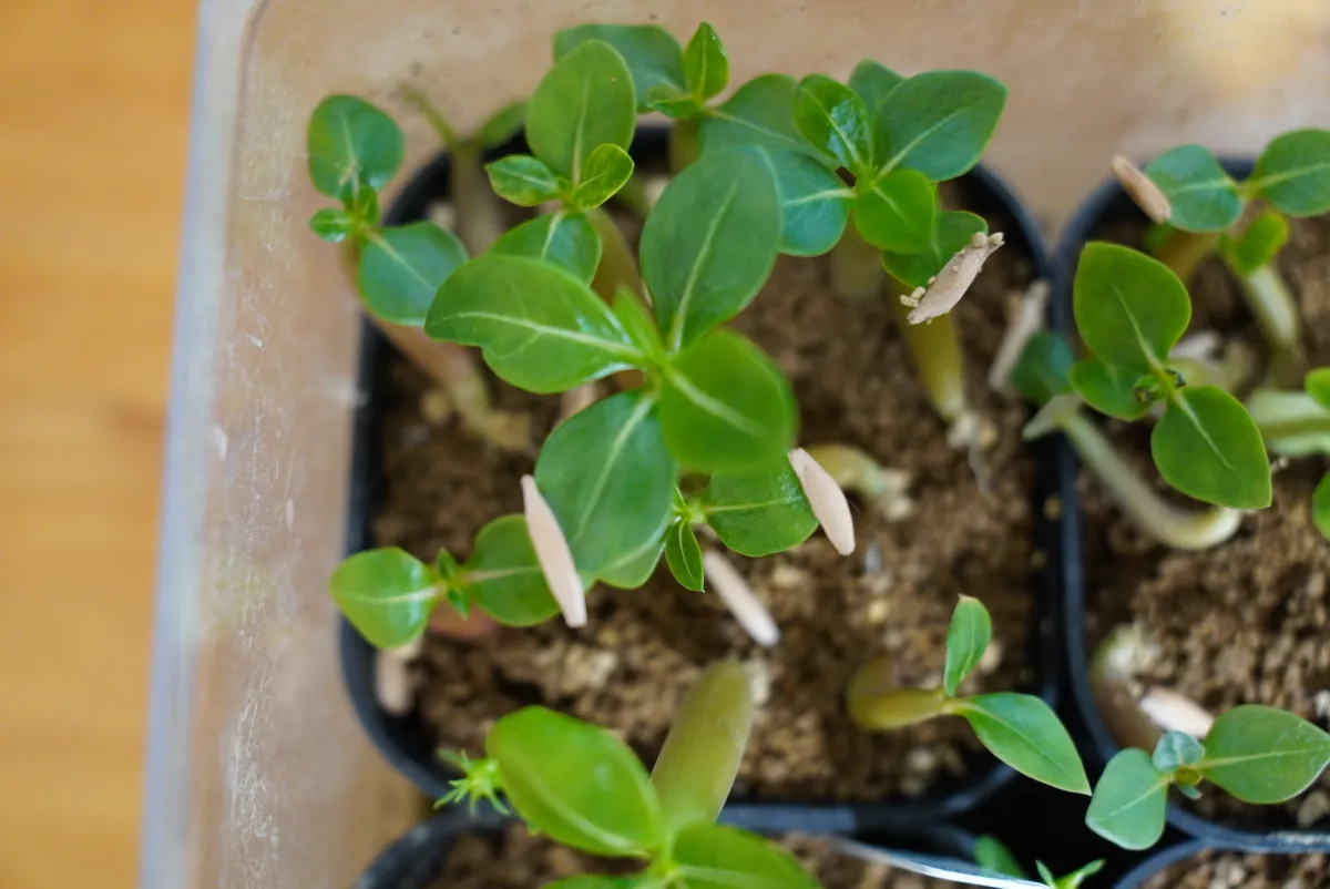 Adenium arabicum (アデニウム アラビカム)