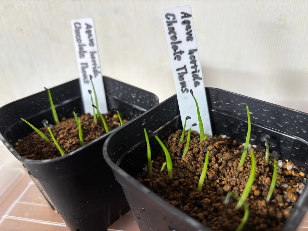 Agave horrida 'Chocolate Thorn' (アガベ ホリダ チョコレートソーン)