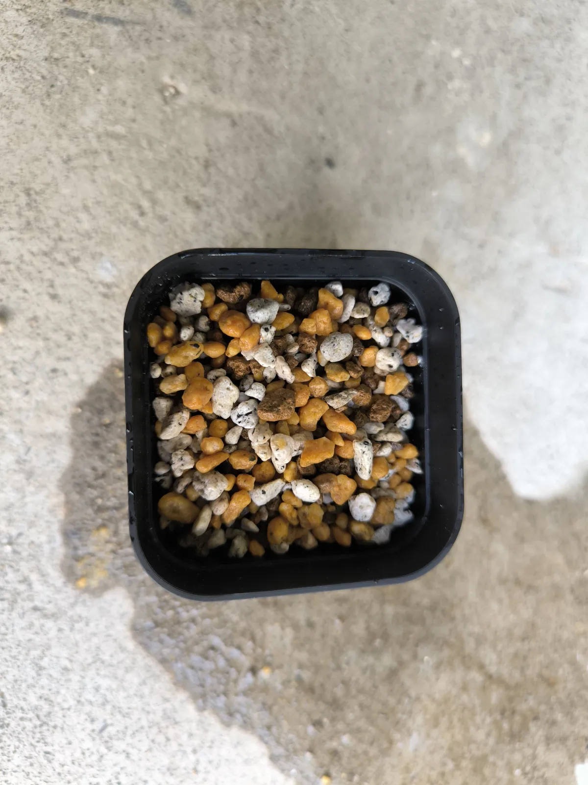 Begonia fulgurata (ベゴニア フルグラータ)