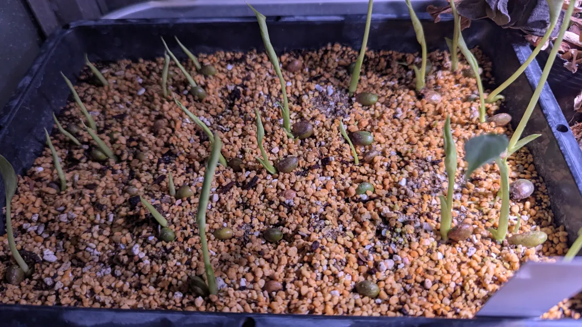 Monstera deliciosa Tauerii (モンステラ タウエリー)