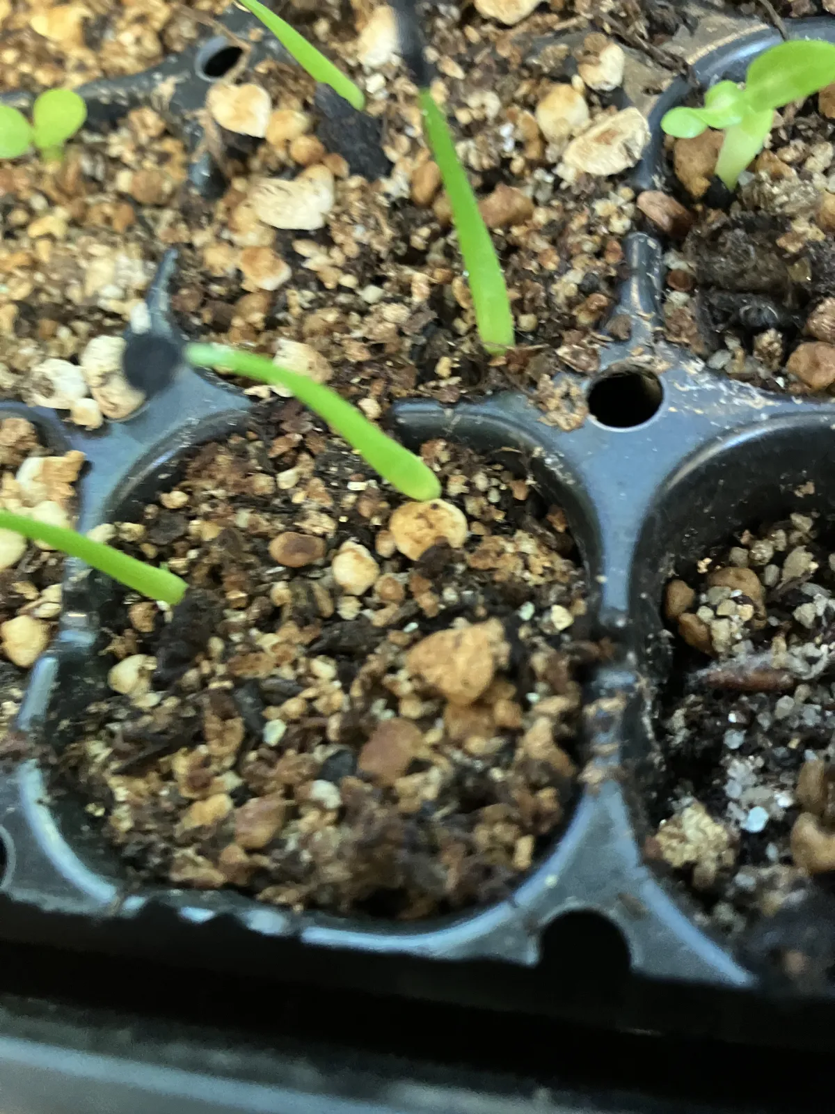 Agave utahensis var. eborispina (アガベ エボリスピナ)