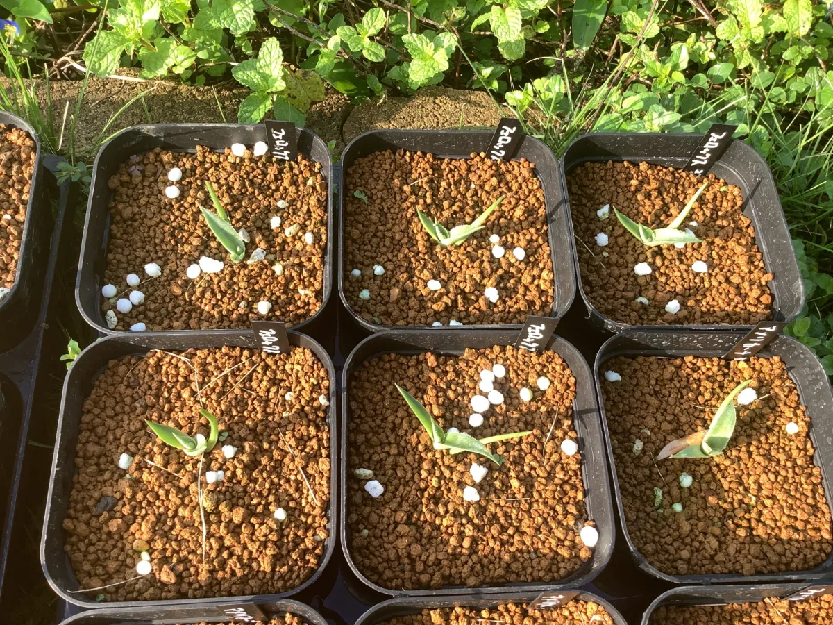 Agave salmiana var. ferox (アガベ フェロックス)