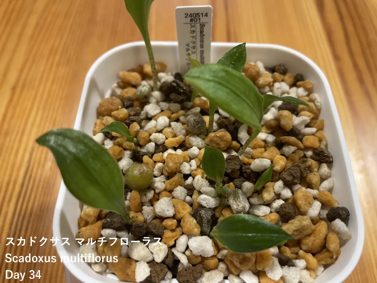 Scadoxus multiflorus (スカドクサス マルチフローラス 発根)